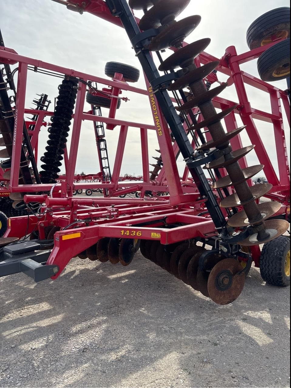 Image of Sunflower 1436-36 Primary image