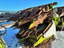 2018 CLAAS Orbis 900 Image