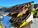 2018 CLAAS Orbis 900 Image