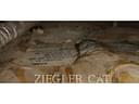 2019 Caterpillar 972M Image