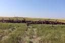 2020 Premier Tillage MMZ9-54 Image