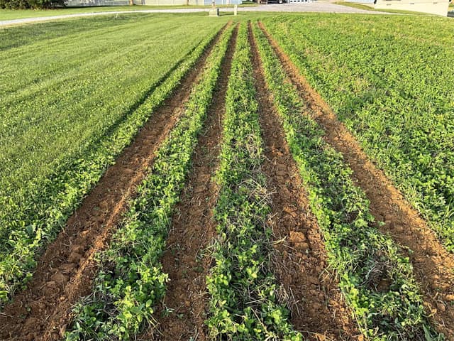 Image of Falc Strip-till 3000 equipment image 2