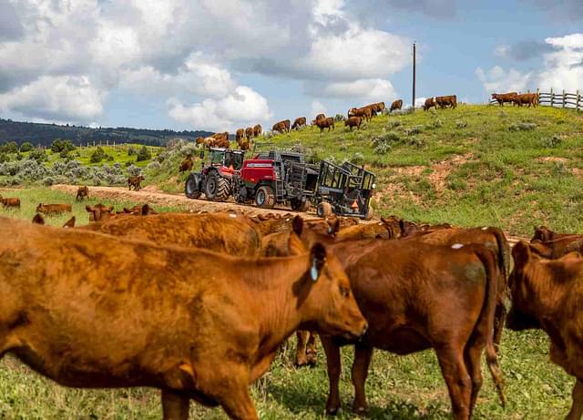 Image of Massey Ferguson LB2244 equipment image 3