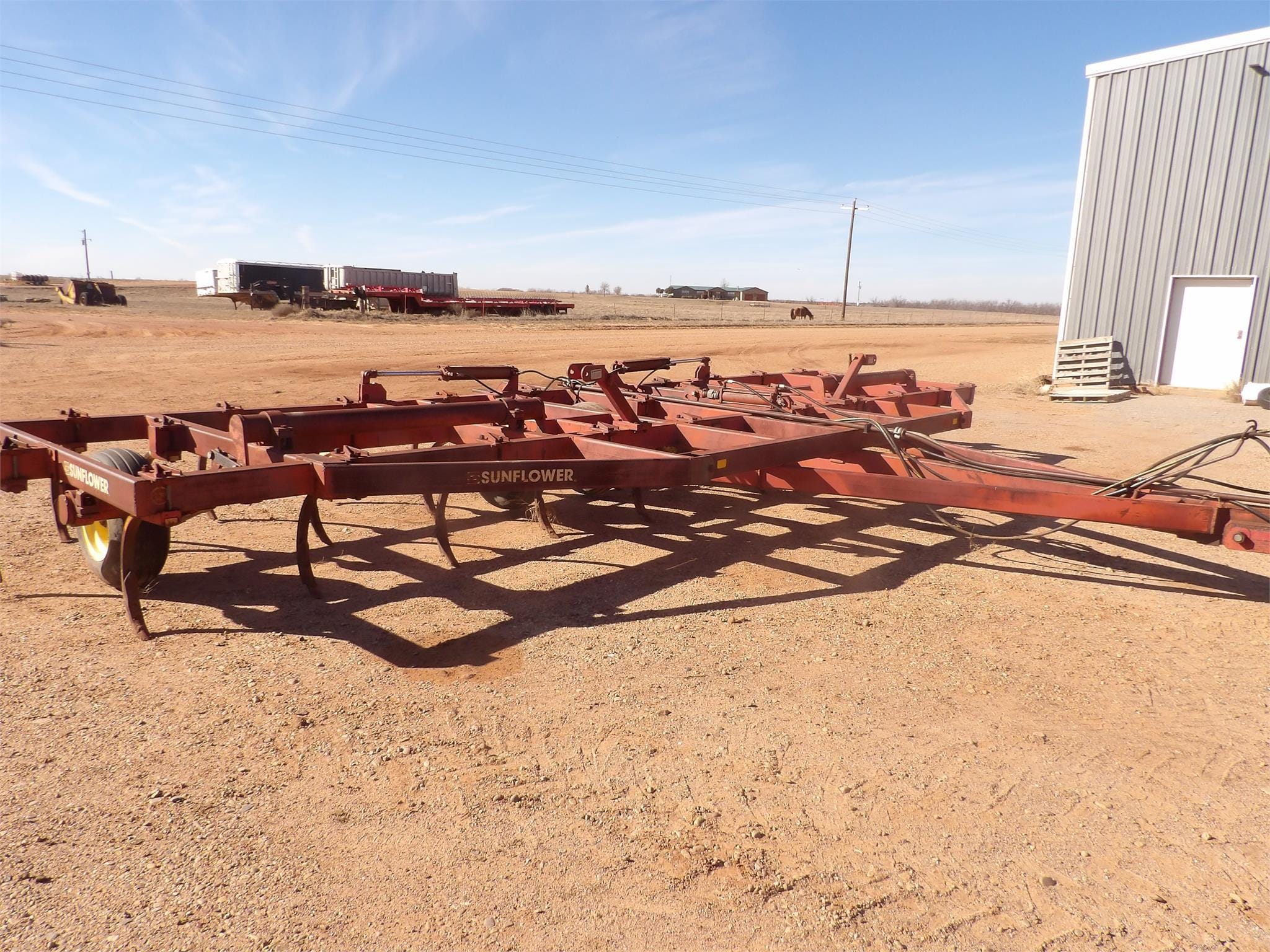 Main image Sunflower Undetermined